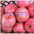 Top Quality Yantai Origin New Crop FUJI Apple